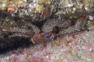 Spiny squat lobster. North Wales. D3, 105mm. by Derek Haslam 